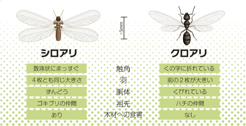 日本ボレイト