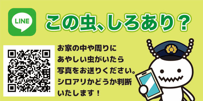 日本ボレイト