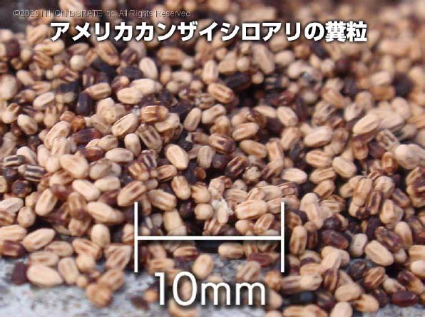 日本ボレイト