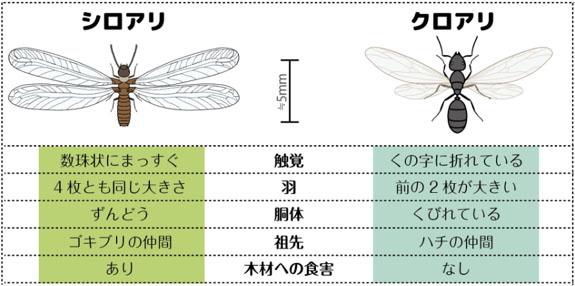 日本ボレイト