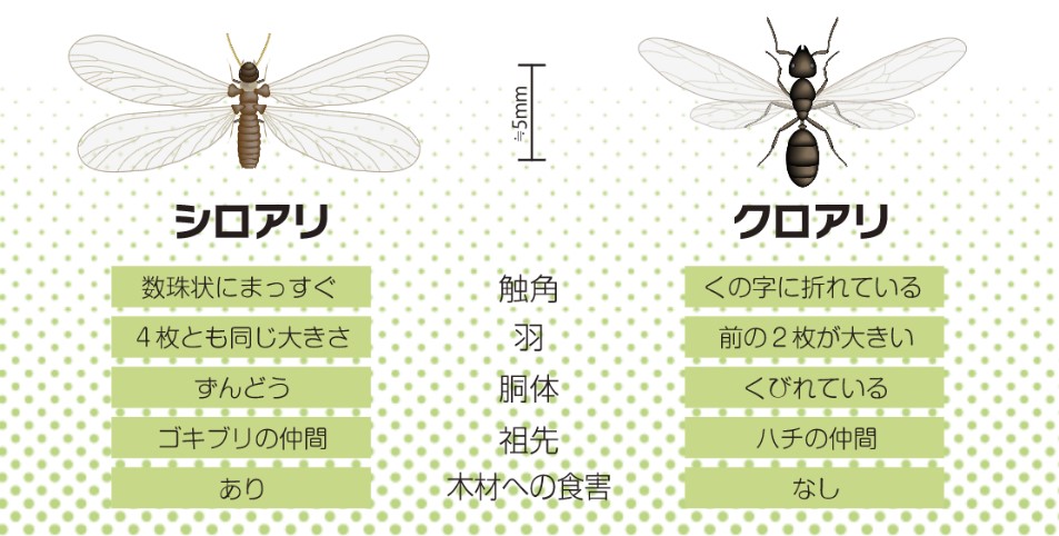 日本ボレイト
