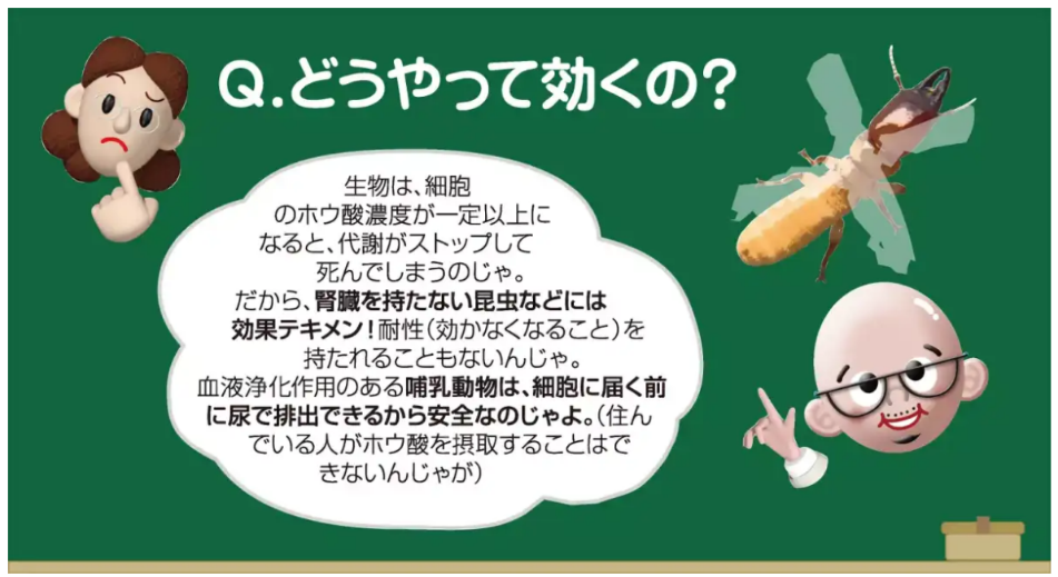 日本ボレイト