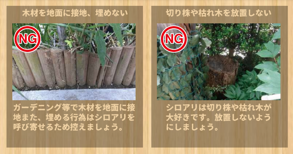 日本ボレイト