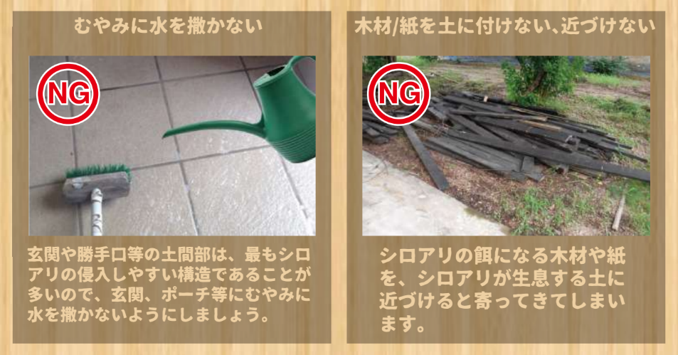 日本ボレイト