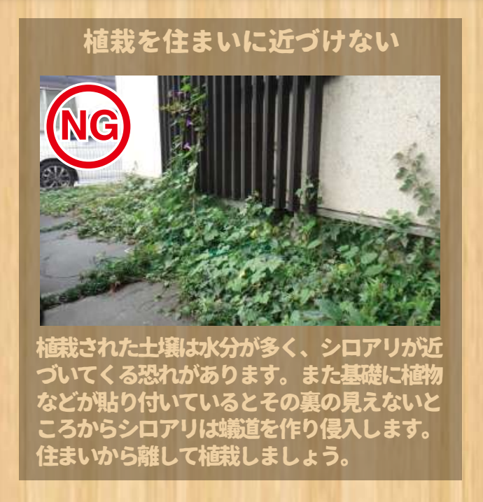 日本ボレイト