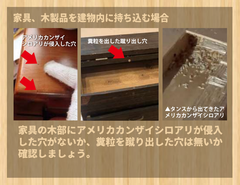 日本ボレイト