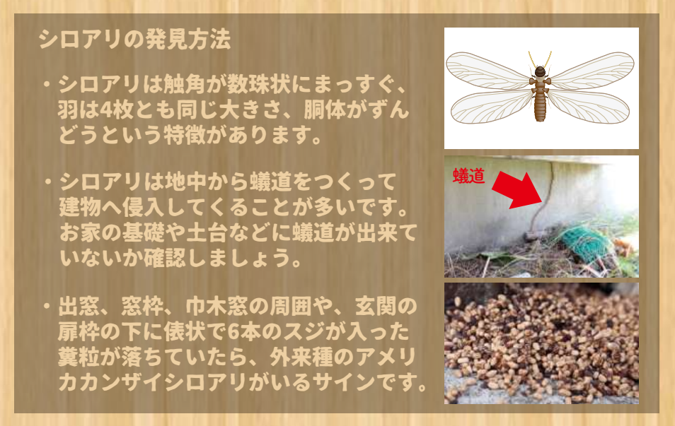日本ボレイト