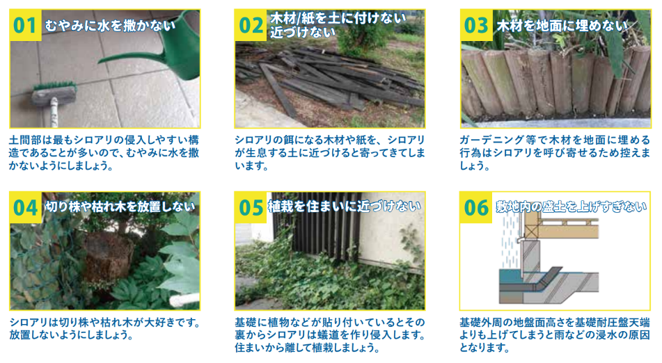 日本ボレイト