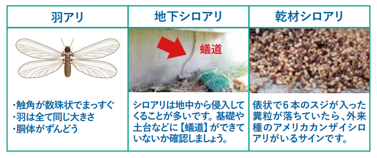 日本ボレイト