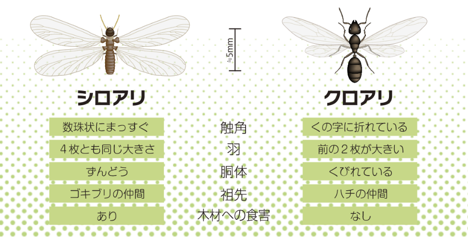 日本ボレイト